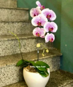 Chậu Lan Hồ Điệp Tím Nhí 1 Cành 0701
