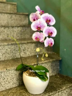 Chậu Lan Hồ Điệp Tím Nhí 1 Cành 0701