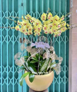 Chậu Lan Hồ Điệp Vàng 3 12 Cành