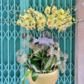 Chậu Lan Hồ Điệp Vàng 3 12 Cành