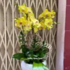 Chậu Lan Hồ Điệp Vàng 5 Cành Truyền Thống Chậu Lan Hồ Điệp Vàng 5 Cành Truyền Thống
