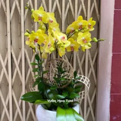 Chậu Lan Hồ Điệp Vàng 5 Cành Truyền Thống
