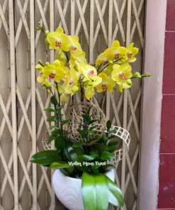 Chậu Lan Hồ Điệp Vàng 5 Cành Truyền Thống