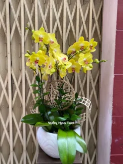 Chậu Lan Hồ Điệp Vàng 5 Cành Truyền Thống