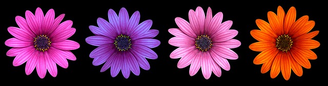 Tìm hiểu hay về hoa cúc tím trong cuộc sống 2023 Flower-2940153_640