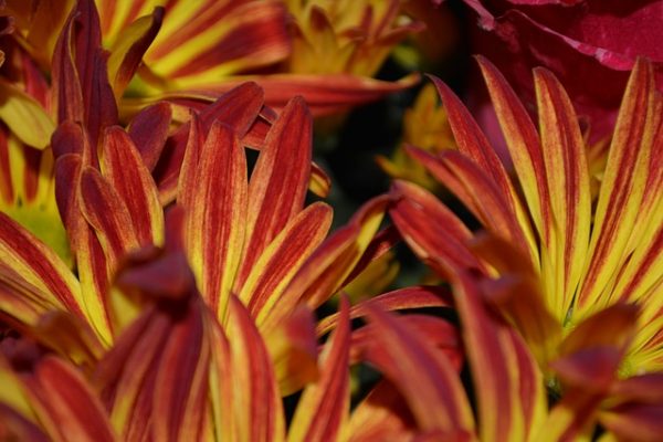 Tìm hiểu thêm về ý nghĩa hoa cúc đỏ Petals-191859_640-600x400