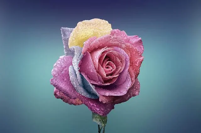 Giá 1 Bó Hoa Bao Nhiêu Tiền