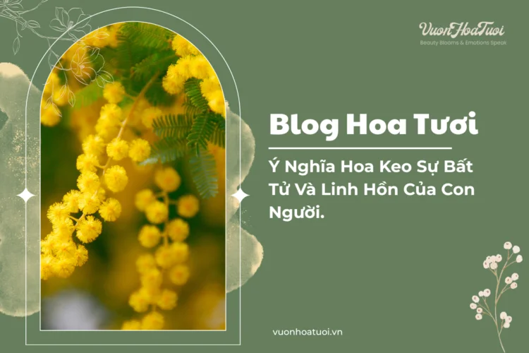 Ý Nghĩa Hoa Keo Sự Bất Tử Và Linh Hồn Của Con Người