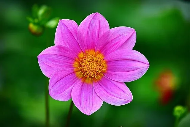 Hoa Cánh Bướm Màu Hồng Đẹp