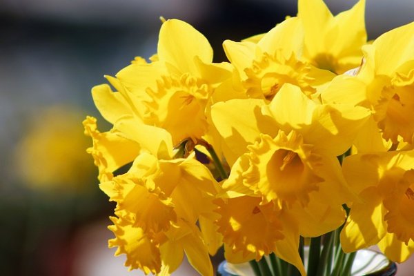 Khám phá về Hoa Chuông Vàng Trong Cuộc sống Daffodil-gce35651cd_640-1-600x400