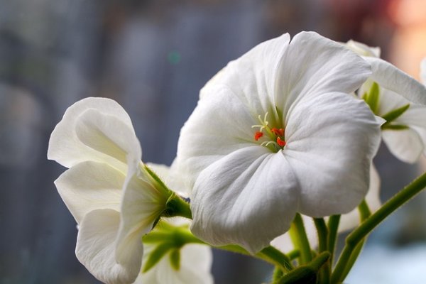 Hoa phong lữ thảo trắng