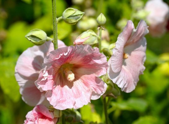 Khám phá hay về hoa dạ yến thảo và cách trồng loài hoa này! Petunia-g5eb7a597d_640-545x400