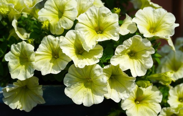 Khám phá hay về hoa dạ yến thảo và cách trồng loài hoa này! Petunias-g5ff7b605a_640-629x400