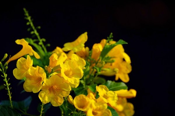 Hoa Chuông Vàng