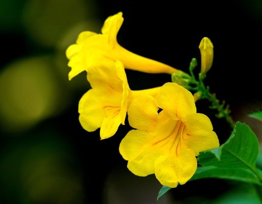 hoa chuông vàng lý tưởng cho nhà làm vườn