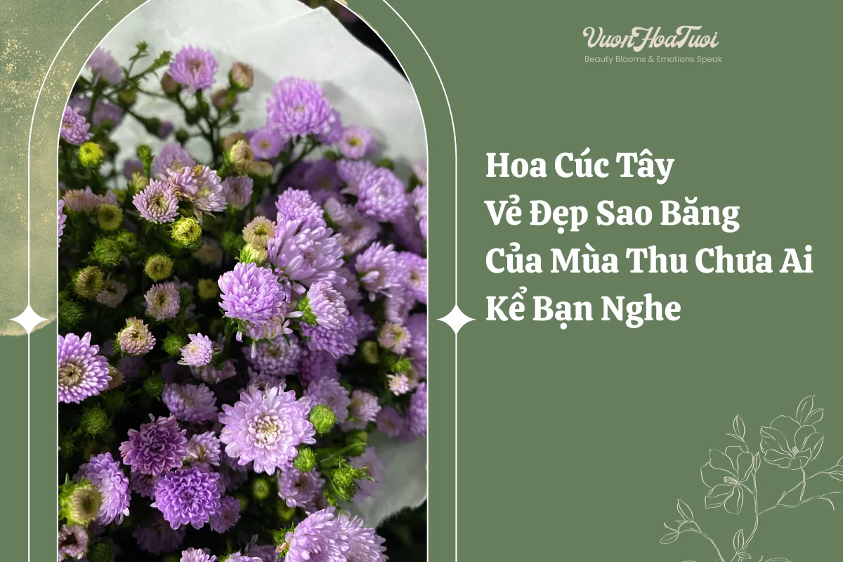 Hoa Cúc Tây Vẻ Đẹp Sao Băng Của Mùa Thu Chưa Ai Kể Bạn Nghe Hoa Cuc Tay Ve Dep Sao Bang Cua Mua Thu Chua Ai Ke Ban Nghe png