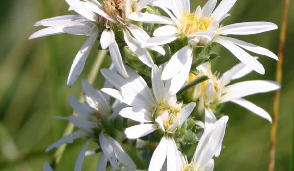 Hoa Cúc Tây Vẻ Đẹp Sao Băng Của Mùa Thu Chưa Ai Kể Bạn Nghe Many Flowered Aster