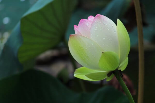 Gợi ý 5 loại hoa phù hợp dâng Phật Bloom-2081623_1280-600x400