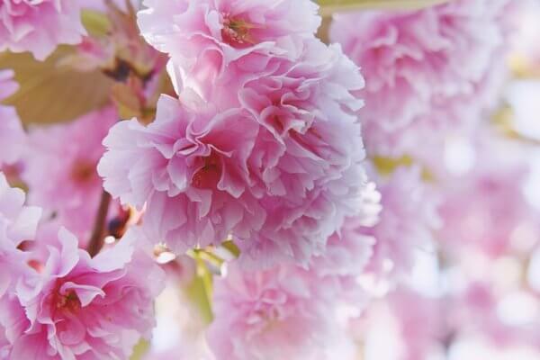 Tìm hiểu về hoa tặng ngành báo chí cách mạng Việt Nam Cherry-blossom-4792537_640-600x400