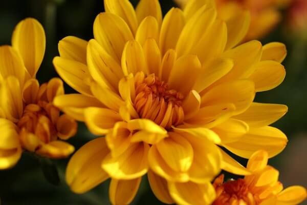 Gợi ý 5 loại hoa phù hợp dâng Phật Chrysanthemum-4572108_640-600x400
