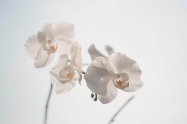 Gợi ý 5 loại hoa phù hợp dâng Phật Orchids-1866867_640-600x400