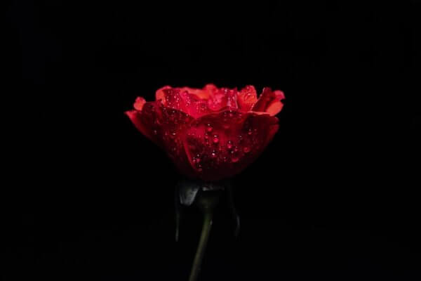 Hoa Đỏ Và Nét Đẹp Trong Cuộc Sống! Rose-5201410_640-600x400