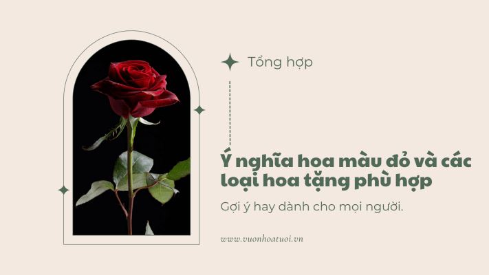 Ý nghĩa hoa màu đỏ và các loại hoa tặng phù hợp