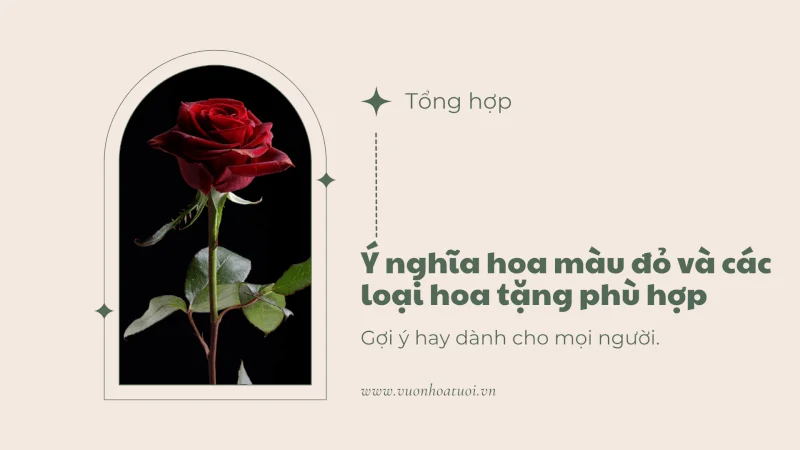 Ý nghĩa hoa màu đỏ và các loại hoa tặng phù hợp