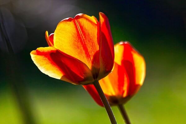 Ý nghĩa hoa màu đỏ với hoa Tulip