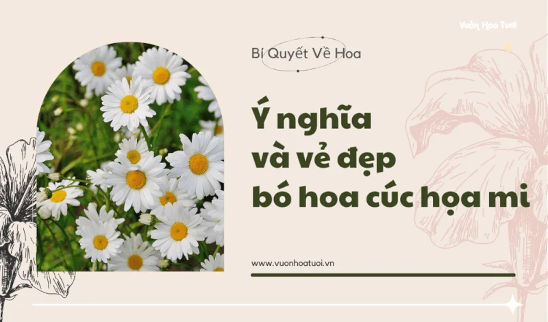 Ý nghĩa và vẻ đẹp của bó hoa cúc họa mi