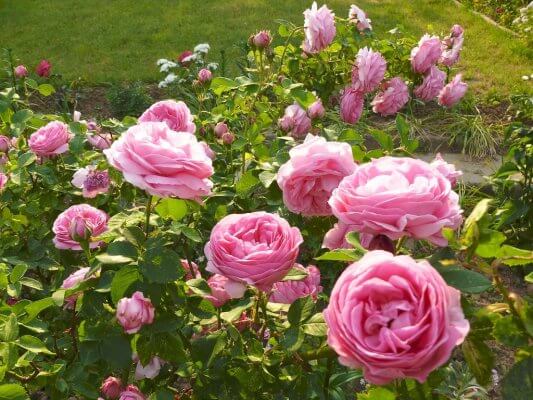 hoa hong louise odier