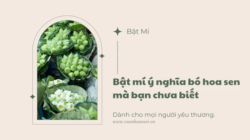 Bật mí ý nghĩa của bó hoa sen có thể bạn chưa biết