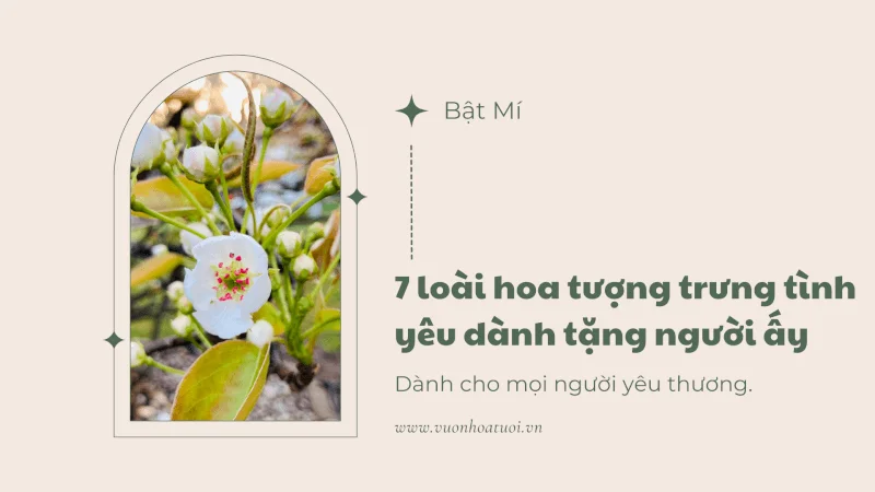 7 loài hoa tượng trưng tình yêu dành tặng người ấy