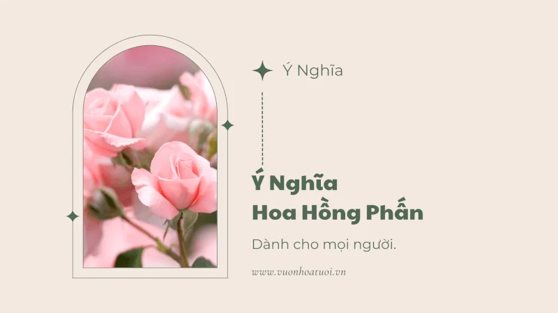 ý nghĩa hoa hồng phấn