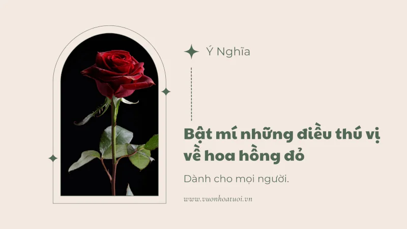 Bật mí những điều thú vị về hoa hồng đỏ