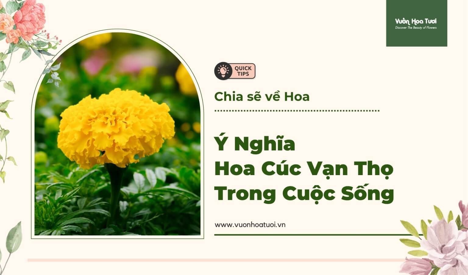 ý nghĩa hoa cúc vạn thọ