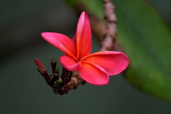 Frangipani Ý Nghĩa Về Hoa Sứ