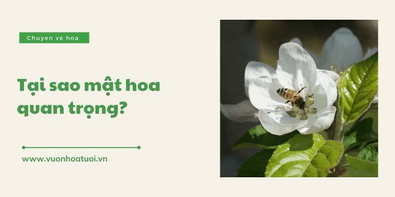 tai sao mat hoa quan trong
