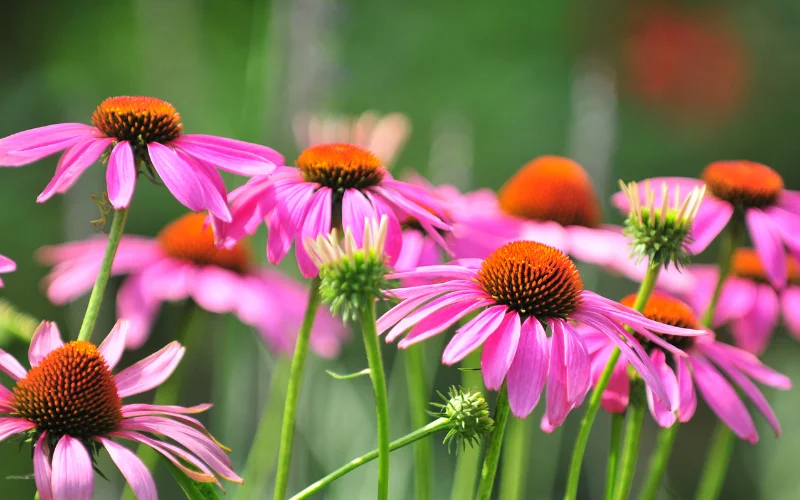 Echinacea