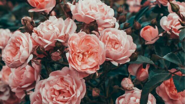 hoa hồng trong hướng dẫn cách chọn hoa tặng lễ tốt nghiệp 3