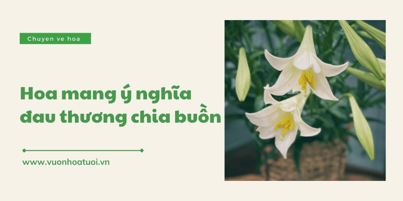 loai hoa mang y nghia dau thuong 1