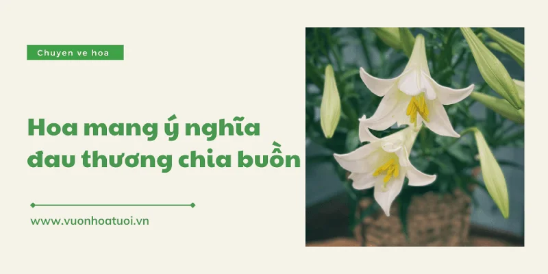 loai hoa mang y nghia dau thuong 1 png