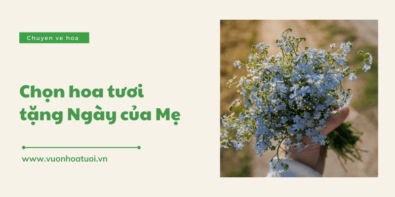 Tìm hiểu tại sao hoa tươi phù hợp ngày của Mẹ? tai sao hoa tuoi phu hop ngay cua me 2
