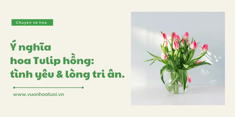 y nghia hoa tulip hong 1 png
