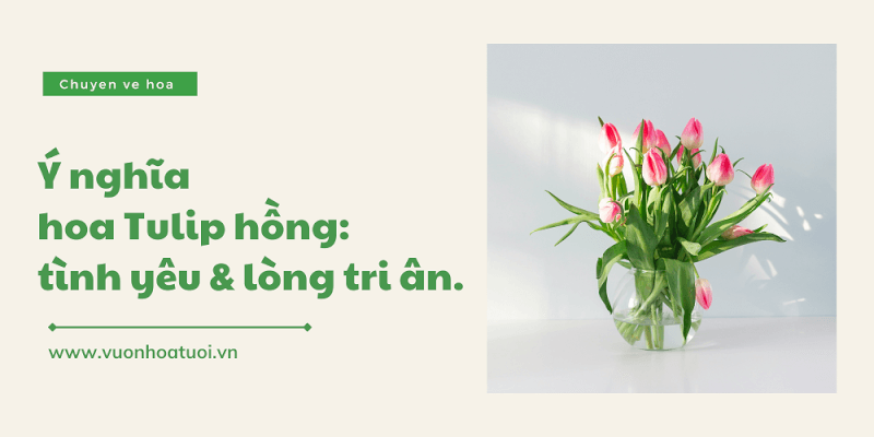 y nghia hoa tulip hong 1