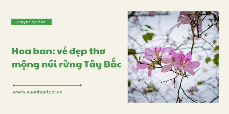 y nghia hoa ban 8 png