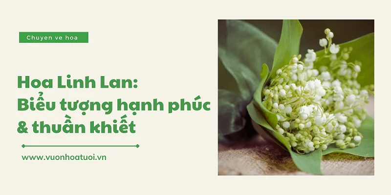 y nghia hoa linh lan 1 png