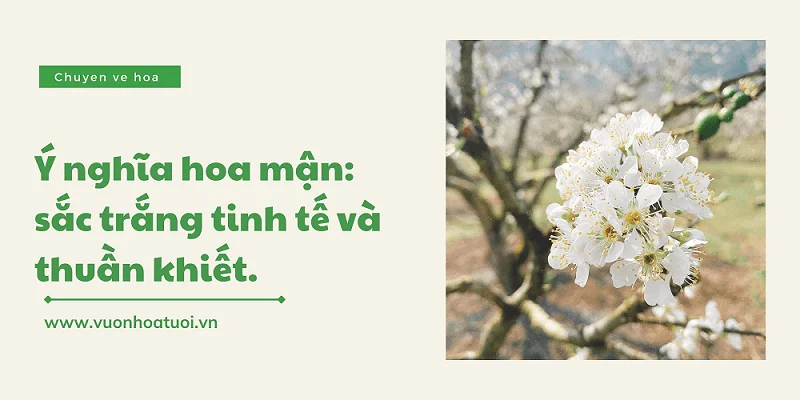 y nghia hoa man 10 png