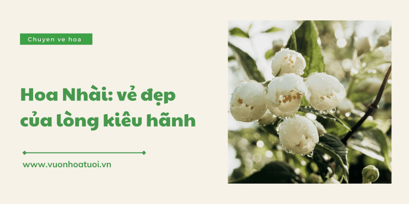Ý nghĩa hoa nhài: Vẻ đẹp của lòng kiêu hãnh và tình yêu bất diệt y nghia hoa nhai 5