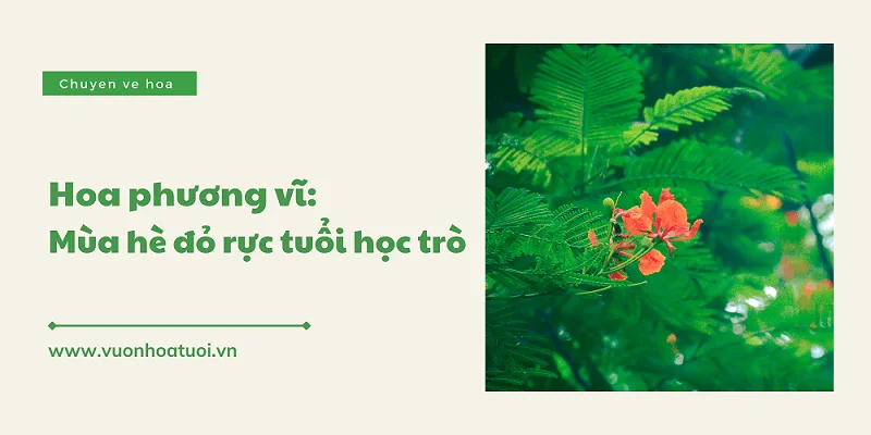 y nghia hoa phuong vi png